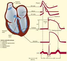 Animal Models To Study Cardiac Arrhythmias | Circulation Research