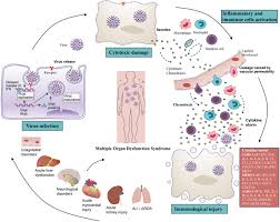 With new viruses knocking at the door, we cannot afford to be caught unprepared. From Sars And Mers To Covid 19 A Brief Summary And Comparison Of Severe Acute Respiratory Infections Caused By Three Highly Pathogenic Human Coronaviruses Respiratory Research Full Text