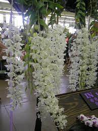 Dendrobium Anosmum Var Alba Orchids White Orchids Orchid Flower