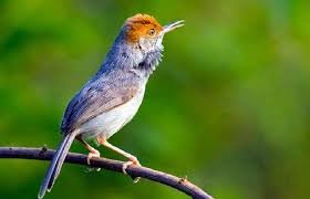 Untuk melihat detail lagu burung trucukan klik salah satu judul yang cocok, kemudian untuk link download burung trucukan ada di halaman berikutnya. Download Suara Burung Prenjak Mp3 Untuk Masteran Semua Jenis Kumplit Duniakicau Net