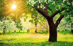 These large trees can grow to between 50 and 80 ft. Hd Wallpaper Fruit Trees Spring Nature Wallpaper Flare