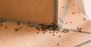 And choosing a pest control company that gets the results you want can be. Pro Pacific Pest Control Temecula