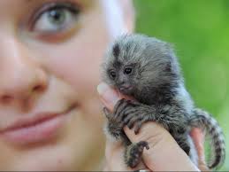 Maybe you would like to learn more about one of these? Keeping Primates As Pets To Be Banned After Social Media Driven Trend Leaves Monkeys Living In Misery The Independent
