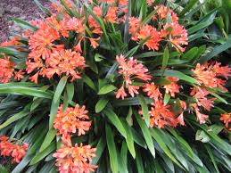 It took me a little bit of time to determine which. Exotic Flowers Climbers The Trees Flowers Of Whangarei