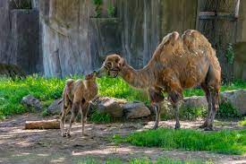 There are two types of camels: Camel Zooborns