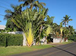 Travelers Palm Bird Of Paradise 10 Travelers Palm Tree Ravenala Madagascariensis Fantastic Palm Fresh Seeds Travellers Palm Palm Trees Shade Garden