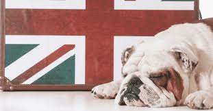 The list is based on factual data regarding the percentage of all the ingredients used in the various dog foods. Top 10 Worst Uk Dog Food Brands For 2020