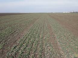 Maybe you would like to learn more about one of these? DesprimÄƒvÄƒrarea Timpurie Atrage DÄƒunÄƒtorii RapiÅ£ei Revista Ferma