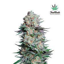 Mexican Airlines Seeds Delicious Seeds
