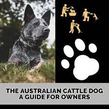 The Australian Cattle Dog A Guide For Owners Pethelpful