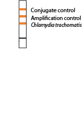 Antibiotics can cure your infection, but damage from the infection may. Autoimmun Diagnostika Gmbh Kits Aid Chlamydia Trachomatis Pcr Test Kit Accurate Pathogen Detection
