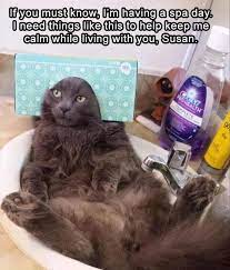 32 Funny Memes And Pictures Of The Day Daily Lol Pics Funny Cat Memes Cute Funny Animals Funny Cats And Dogs
