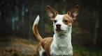 Pitbull Chihuahua Mix: A Guide to Owning a Chipit - K9 Web