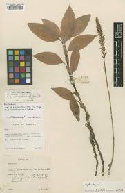 Image result for Satyrium trinerve