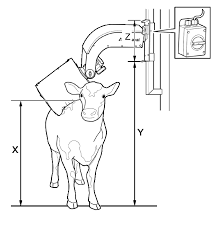 In the lower part of the neck draw the collar and bell. 2