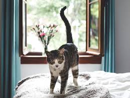 Save an extra 5% with feline asthma is a chronic inflammatory condition of the passageways within the lungs. Cats And Asthma What S The Connection