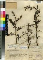 Image result for Acacia kirkii
