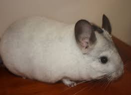 Purchasing chinchillas at petsmart or other pet stores you can adopt a chinchilla from pet smart and petco but you have other options 😕adopting and caring for a new chinchilla can be intimidating and confusing. Stratton S Chinchillas Home Facebook