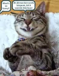 Google Translate Waved The White Flag Aifinkso Animal Humour Funny Cat Memes Cat Memes