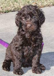 Sweet Female Chocolate Standard Australian Labradoodle Puppy For Sale Labradoodle Puppy Australian Labradoodle Double Doodle Puppies