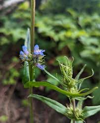 Image result for Ornithogalum flexuosum