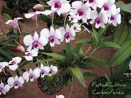 How long do flowers last on orchids. Denphal Hybrid Orchid Flowers Last 3 5 Months Learn How To Grow Https Www Houseplant411 Com Askjudy Is There A Growing Orchids Orchid Plant Care Orchid Care