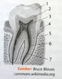 We did not find results for: Perhatikan Gambar Anatomi Gigi Berikut Bagian Email Dentin Dan Pulpa Secara Berurutan Ditunjukan Oleh Label Nomor Blog Pak Pandani