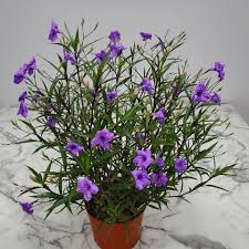 Image result for Ruellia praetermissa