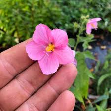 Image result for Kosteletzkya adoensis