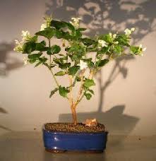 Check spelling or type a new query. Flowering Arabian Jasmine Jasminum Sambac Arabian Jasmine Buy Bonsai Tree Jasmine Plant