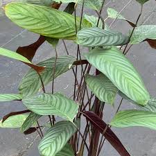 Image result for Ctenanthe