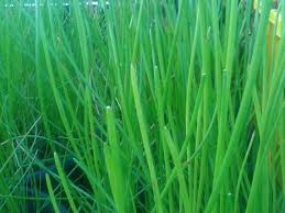 Image result for Eleocharis dulcis
