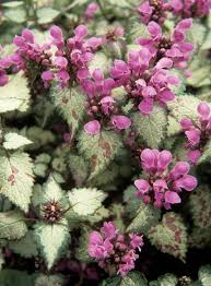 Maybe you would like to learn more about one of these? 20 Super Easy Plants That Will Add Instant Colour To Your Garden