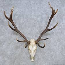 Red Deer Skull Antler European Mount For Sale 14420 The Taxidermy Store Jpg 1000 1000 Deer Skulls Hunting Lodge Decor European Mount
