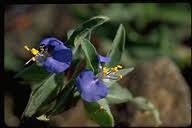 Image result for Commelina petersii
