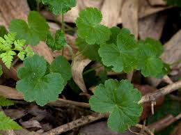Image result for Hydrocotyle mannii