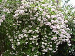 Image result for Kolkwitzia amabilis