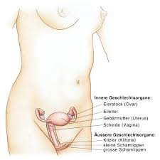 Erschlaffte schamlippen nach geburt oder ops; Weibliche Geschlechtsorgane Weibliche Sexualorgane Vulva Eesom Gesundheitsportal