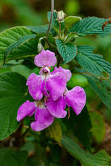 Image result for Crepidorhopalon goetzei