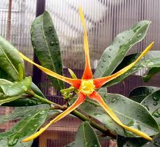 Image result for Strophanthus speciosus