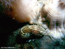 Image result for Liparis deistelii