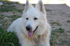 We do not currently have white shepherd puppy's ready for their forever homes. 6 Facts To Know About The Beautiful White Swiss Shepherd Animalso