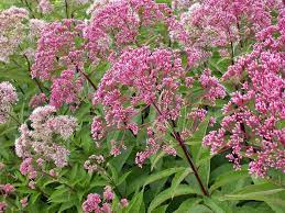 Check spelling or type a new query. Plants That Bloom In Fall Diy
