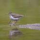 Lafayette Birds! First Sunday Bird Watching — Boulder County Audubon