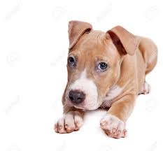Vor allem die erziehung eines jungen pitbulls ist alles andere. American Pit Bull Terrier Welpen Isoliert Auf Weissem Lizenzfreie Fotos Bilder Und Stock Fotografie Image 36637580