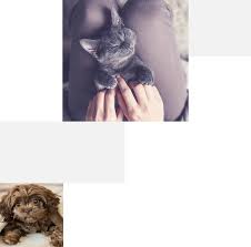 Buy in store and online with free delivery options available. Veterinarian In Walnutport Vet Near You Blue Ridge Veterinary Clinic