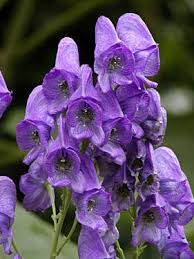 Pin On Flower Arranging