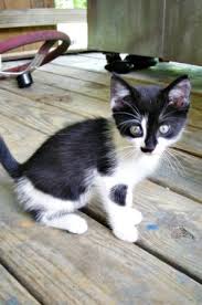 Black And Orange Tabby Kitten Page Not Found Black And White Kittens White Kittens Orange Tabby