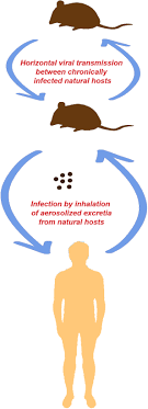 Disease outbreak news 4 january 2019. Hantavirus Infections Clinical Microbiology And Infection