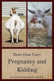 Nigerian Dwarf Goat Care Tips For The First Time Owner Farming My Backyard Goat Care Goats Goat Farming